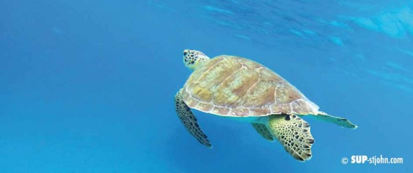 sea-turtle-stjohn-sup-paddleboard