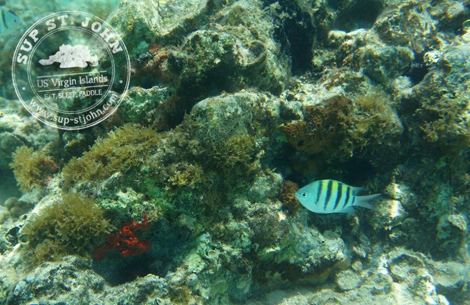 SnorkelGearRentalStJohnusvi SUPStJohn