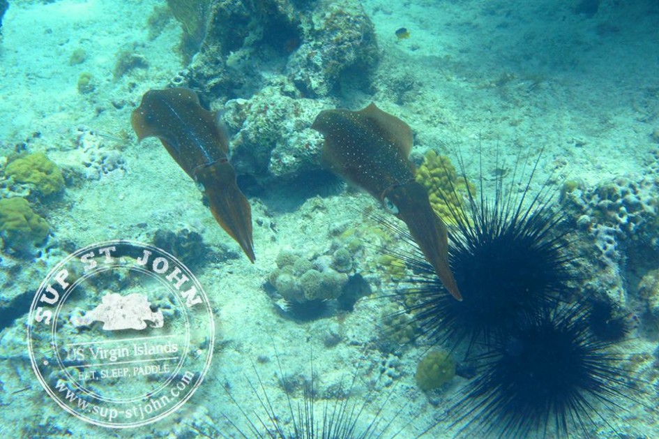 SnorkelGearRentalStJohnusvieasybreathmasksreefsquid SUPStJohn