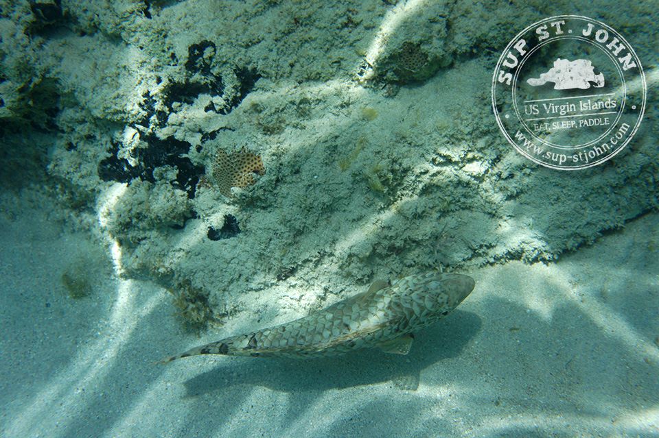 SnorkelGearRentalStJohnusvieasybreathmasks SUPStJohn