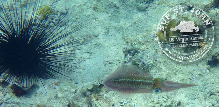 snorkeling-stjoh-reef-squid